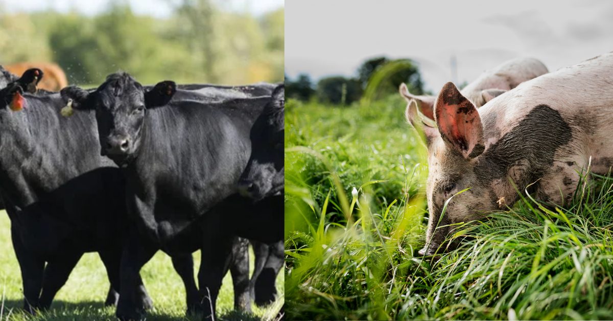 Cattle and hogs raised by local producers